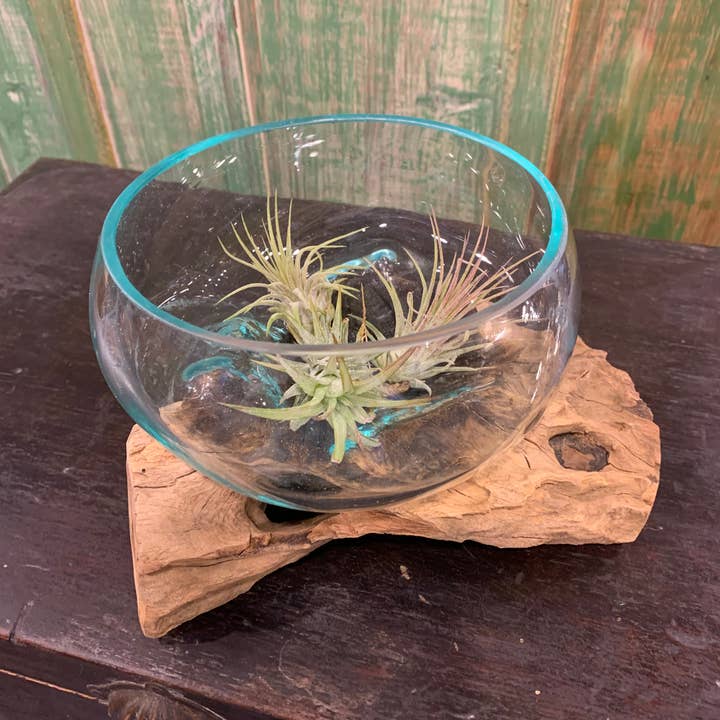 Asia West - Wholesale Terrarium - Succulent Dish/Terrarium Hand Blown Glass on Driftwood