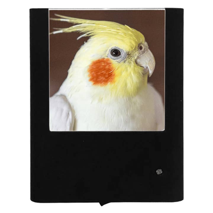 Nymphensittich für den Großhandel von Nightlight Studio