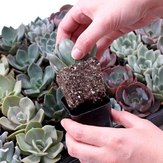 Mountain Crest Gardens - Wholesale Succulent - Echeveria Bulk 25-Pack (5 Varieties, 2" Pots)