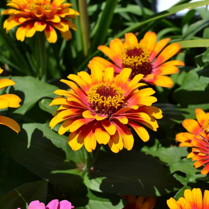 Decker Rd. Seeds - Wholesale Plant Seeds - Zinnia Seeds 'Sombrero'