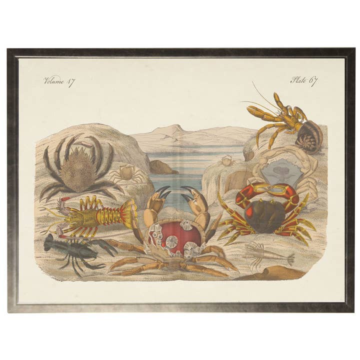 Framed vintage horizontal sealife bookplate C for wholesale by Antique Curiosities Inc