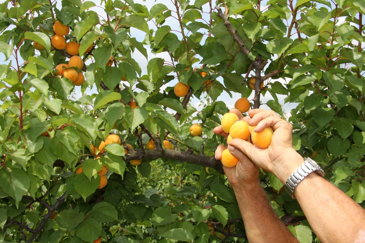 Prunotto Mariangela Azienda Agricola Ssa - Wholesale Jam/Jelly - Apricots in syrup Azienda Agricola Prunotto Mariangela1