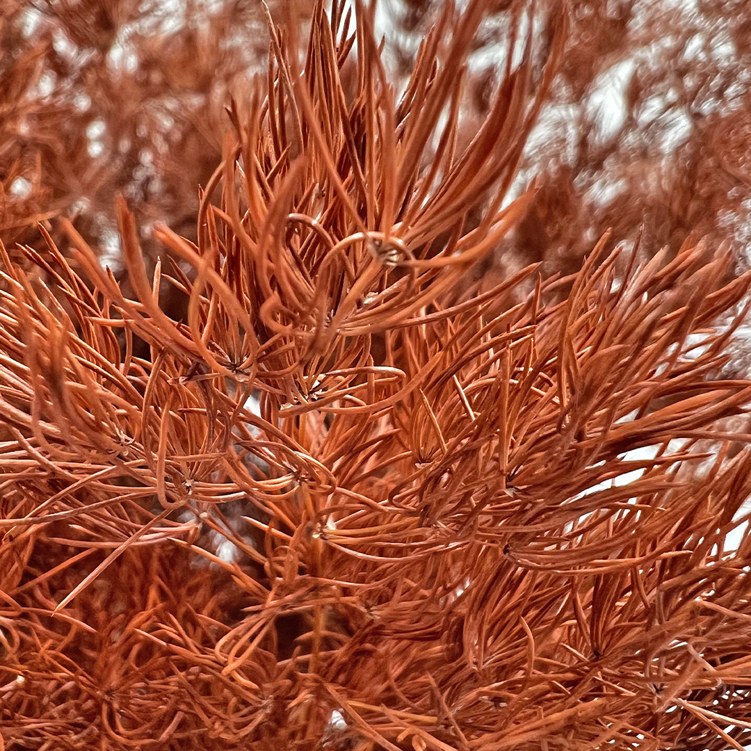 2626 Designs - Venta al por mayor Flores secas/prensadas - Helecho Espárrago Preservado, de 30 a 50 cm de largo4