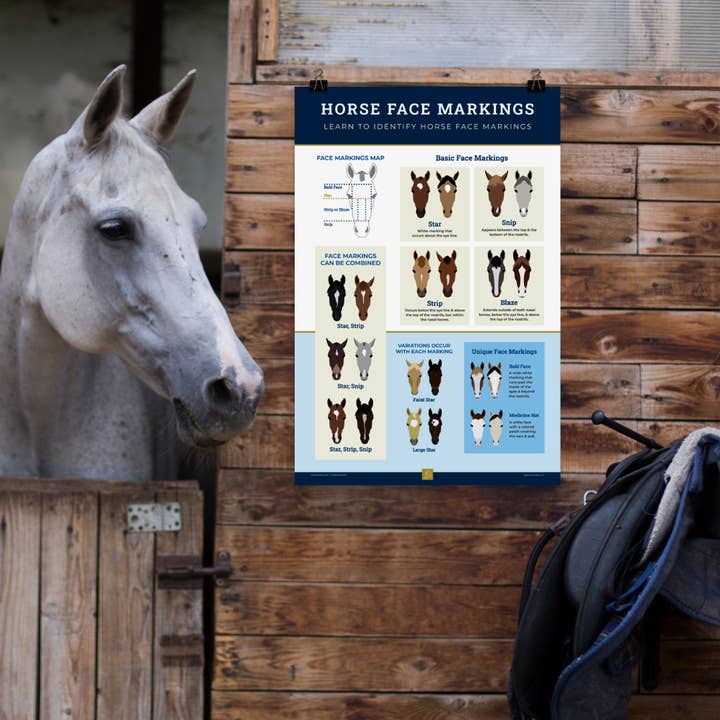 The Pony Island - Wholesale Poster - Horse Face Markings Framed Poster