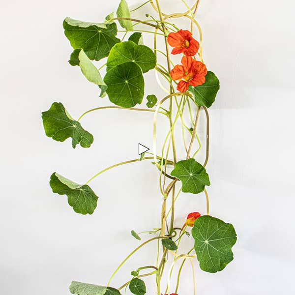 Botanopia - gifts , decor and cards for plant lovers - Wholesale Plant Seeds - Climbing Blooms Seed Mix2