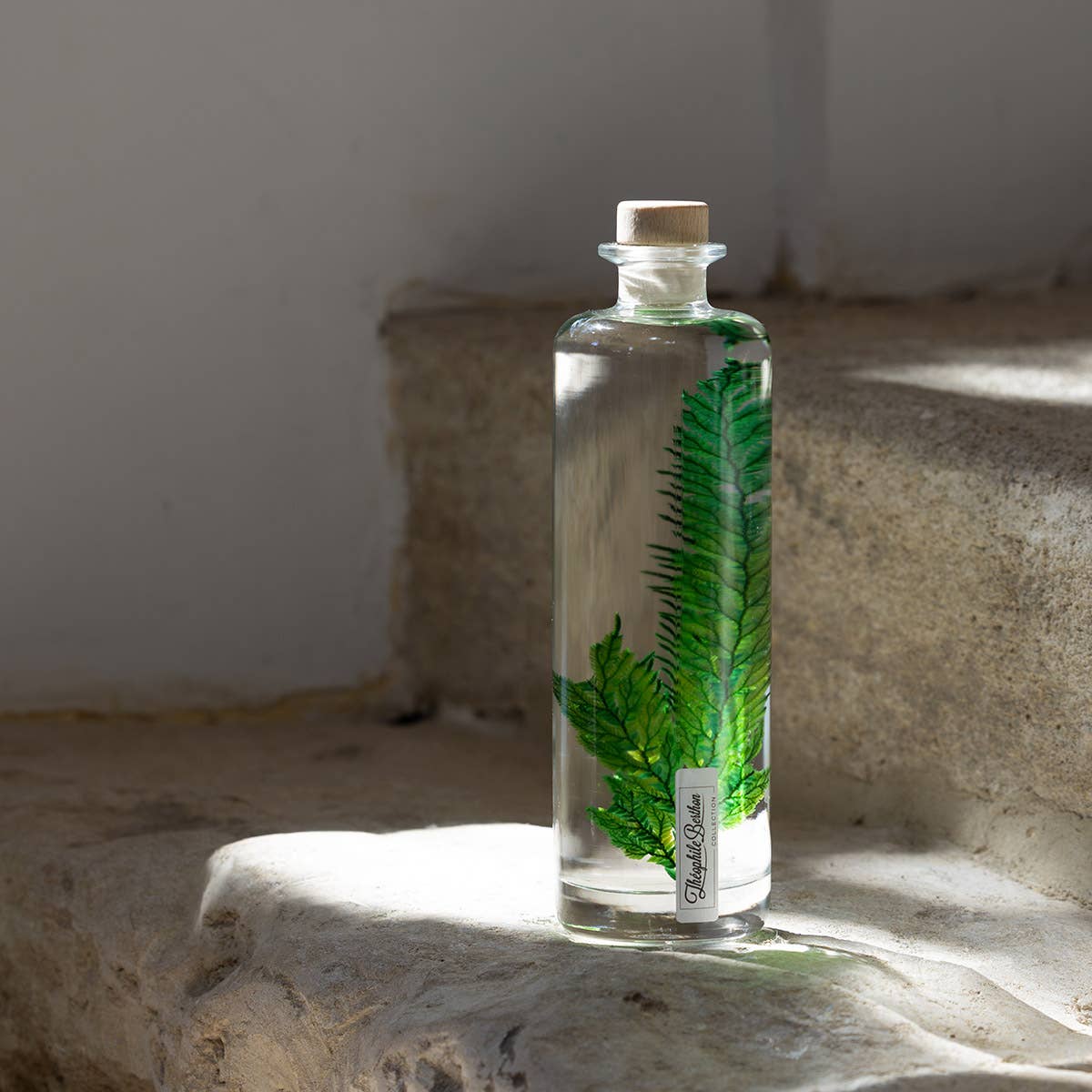 Theophile Berthon - Wholesale Live Plant - The Colombian Fern Herbarium - submerged plant3