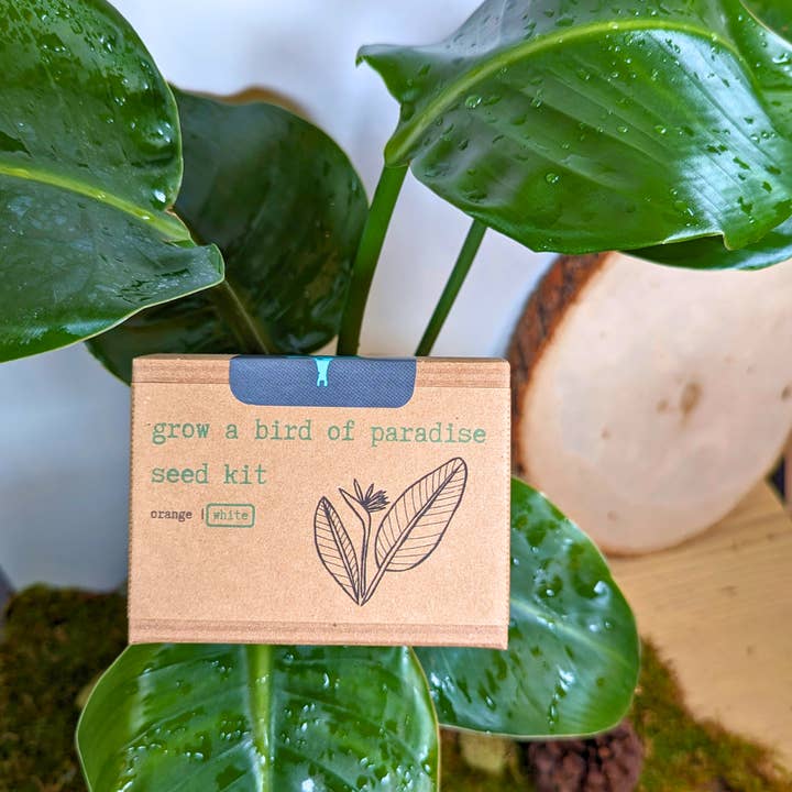 Plantflix - Wholesale Plant Seeds - Houseplant Seed Kit 2