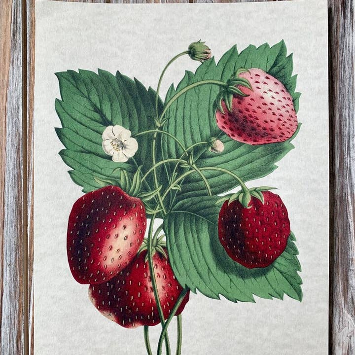 Magnifique Hearts - Wholesale Art Print - Vintage Style Strawberries Art Prints, Wall Decor, 2 Designs1