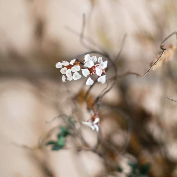 Rustic Reach - Wholesale Artificial Flowers - Artificial Colorful Baby's-Breath Vine Stem 27" Tall7