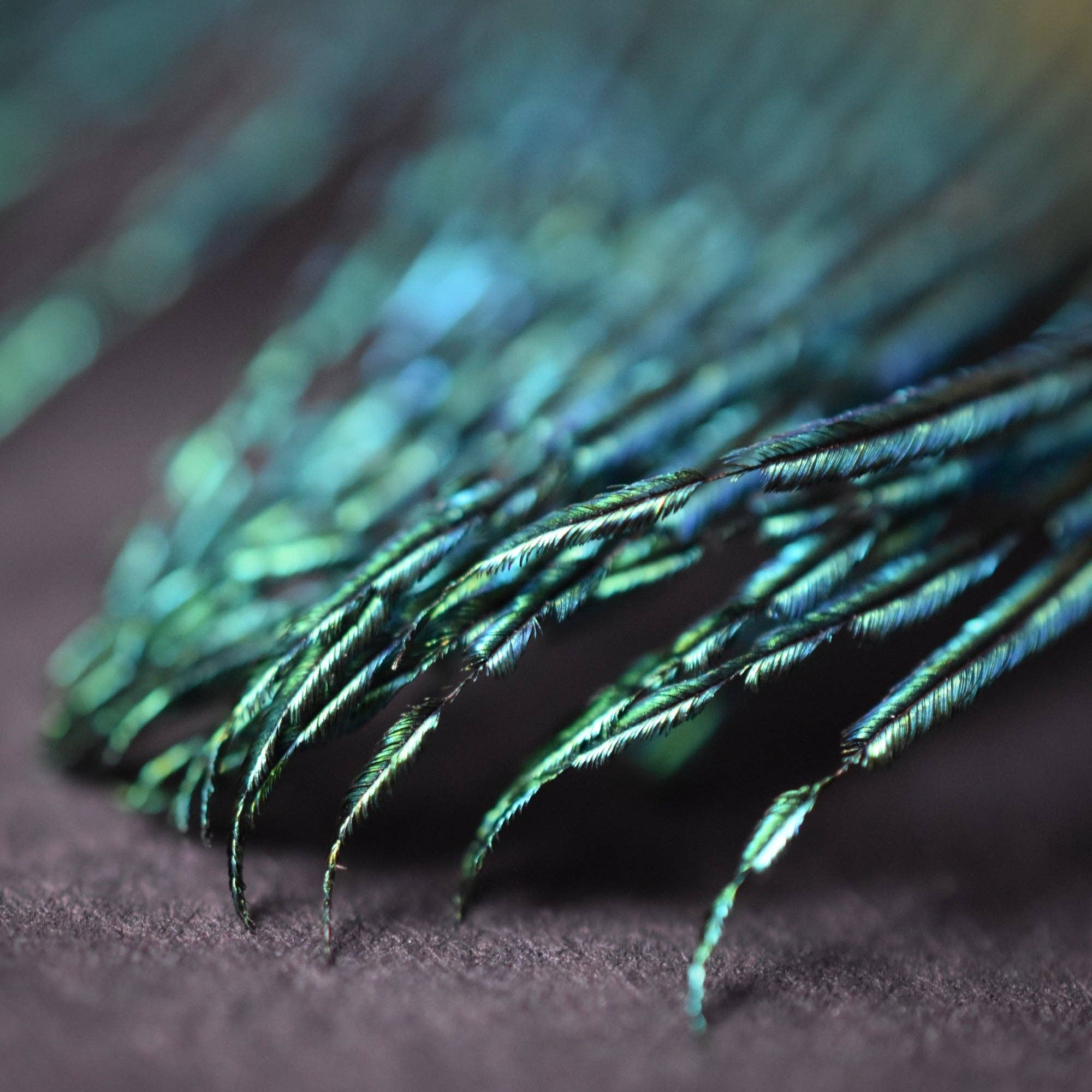 Plumes Naturelles - Wholesale Gedroogde/geperste bloemen - Peacock Feathers zwaard 25 centimeter8