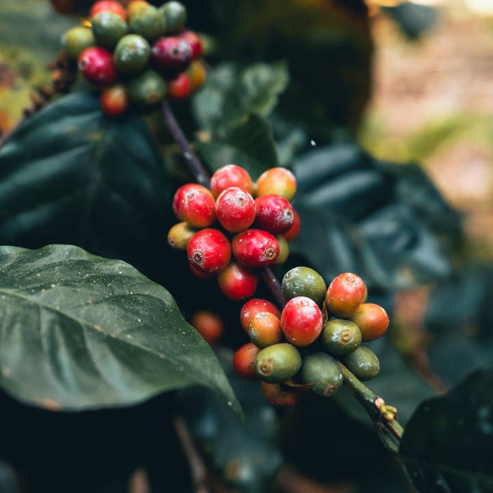 Sightseer Coffee Roasters - Wholesale Coffee Beans - Killer Queen - Darkest Roast2