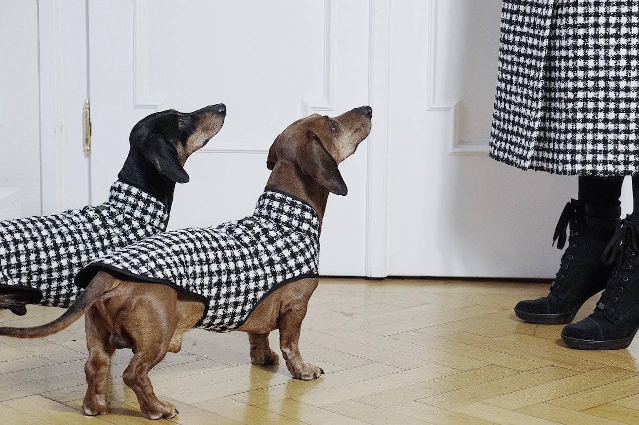 Dachshund Couture - Venta al por mayor Abrigo - Perros - Conjunto Pawtnerlook Emily en París para mujer y dachshund1