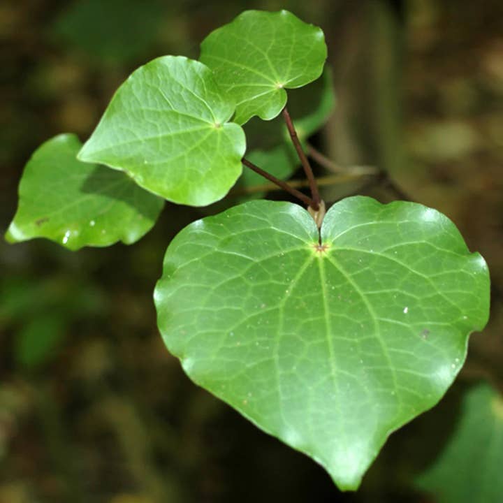 StoneArrow Jewellery - Wholesale Dangle earrings - Upcycled Glass Kawakawa Leaf Earrings3