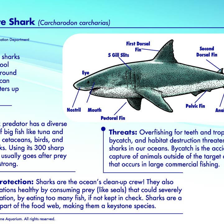 MARINE LIFE RESCUE PROJECT – Peluche - Crianças e bebés por atacado – Peluche Grande Tubarão Branco com Meta de Resgate4