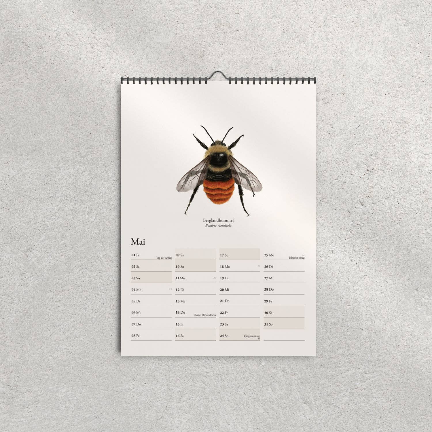 Terillu - Wholesale Calendar - Wall calendar 2026 with native bumblebees – Nature calendar in4