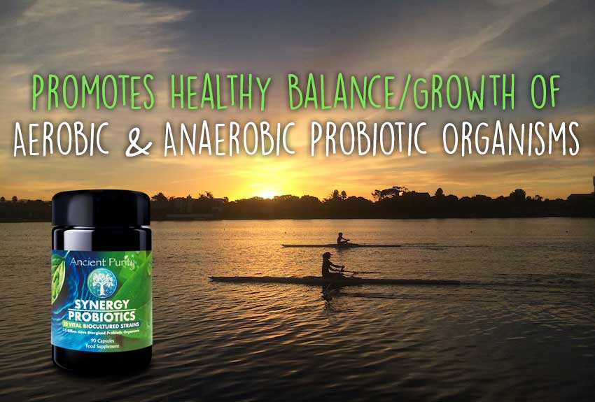 Ancient Purity – Engroshandel Kosttilskud og vitaminer – Synergy Probiotika - 90 kapsler | Levende, Potent, Stabil ved stuetemperatur5