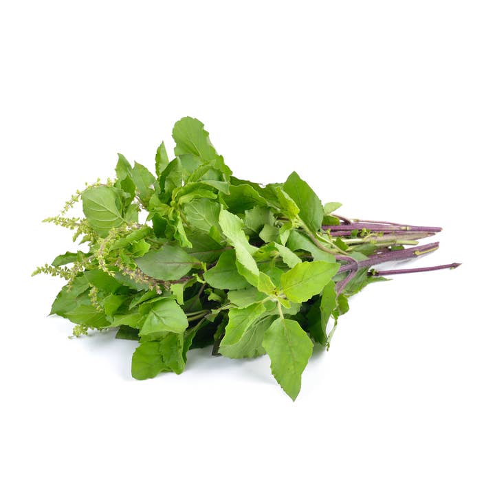 Piccolo Seeds – Engroshandel Plantefrø – Basil Hellig Grøn1