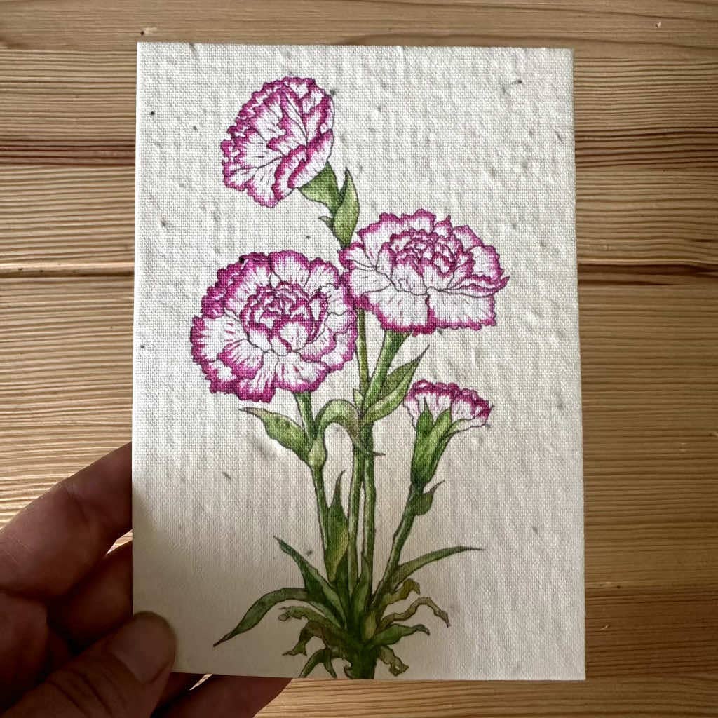littleoneusa - Wholesale Everyday Greeting Card - Carnation Greeting Card Plantable Wildflower Herb Seed Card1