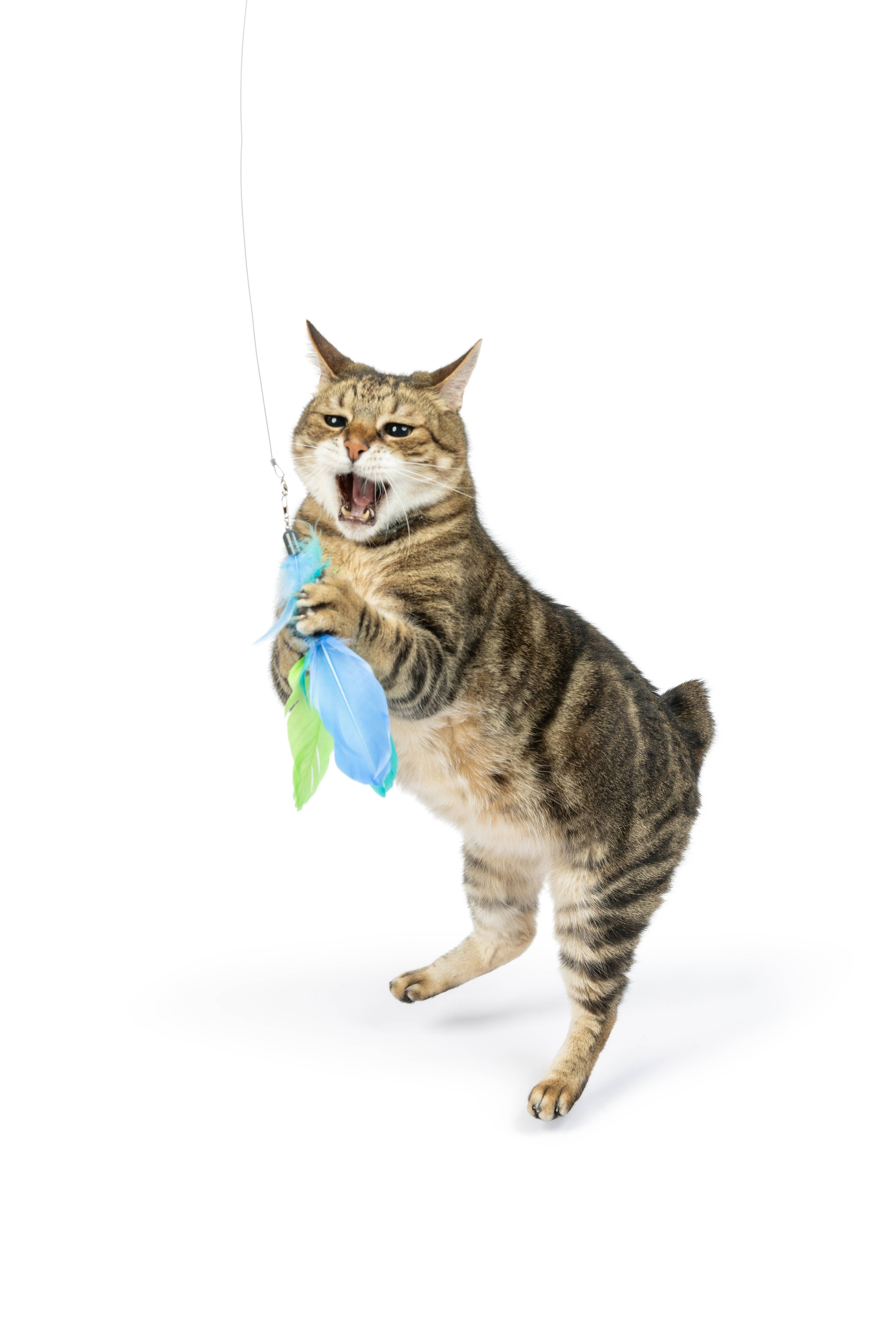 Huxley & Kent - Wholesale Pet Toy - Cat - Blue Birdy Feather Teasers 2pk Refill Cat Toy2