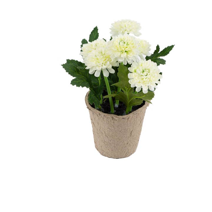 Closer2Nature – wholesale Artificial flowers – Artificial 18cm White Chrysanthemum Plant with Gift Box12