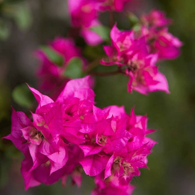 Unapologetically Blooming for wholesale by Rhythm & Hues