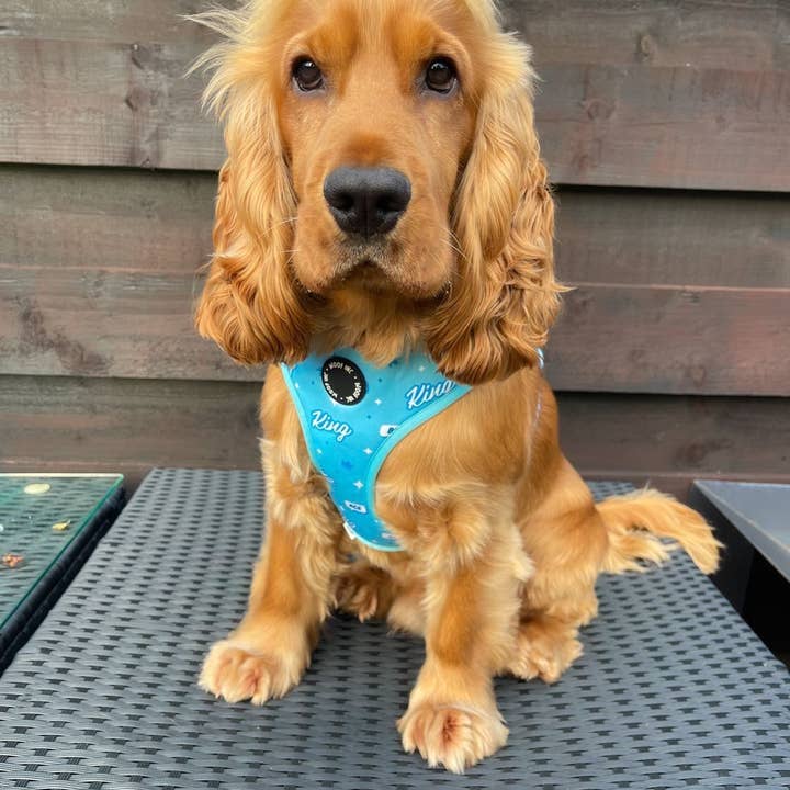 WOOF INC - Wholesale Pet Harness - Dog - King Blue Adjustable Dog Harness3