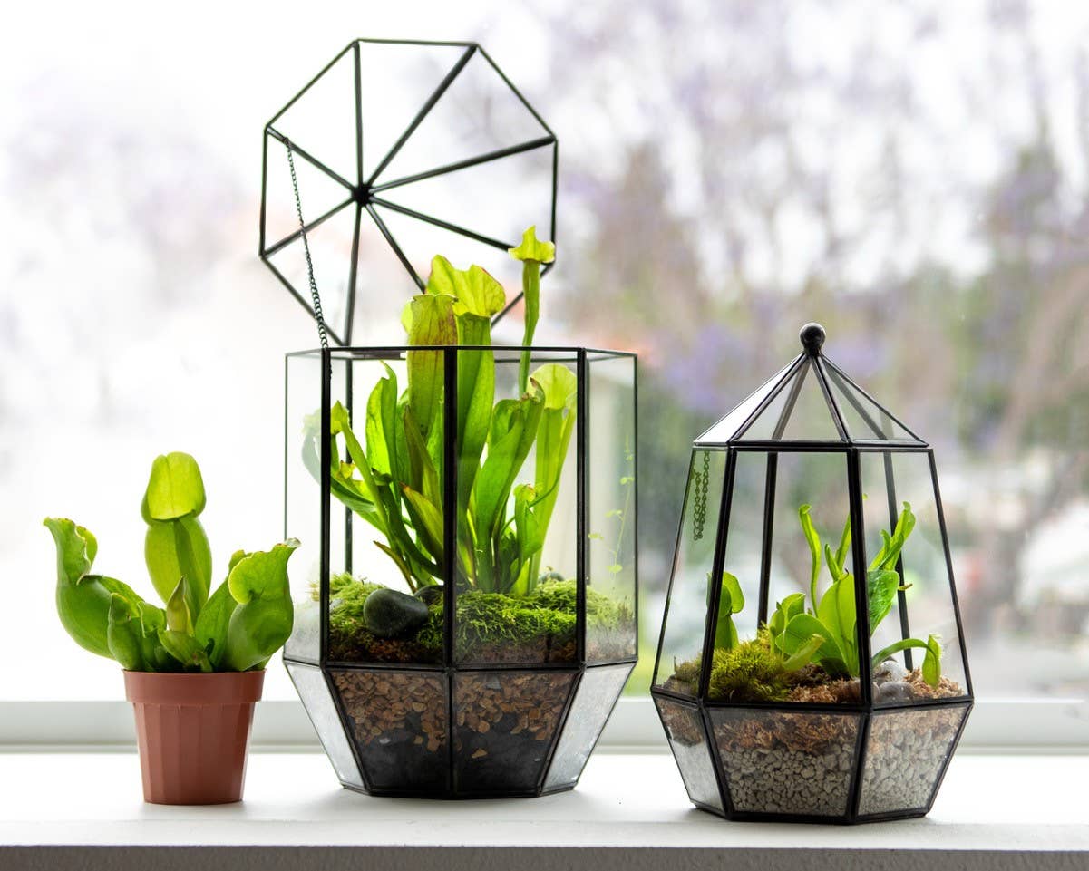 SuperMoss - Wholesale Terrarium - Glass Terrarium2