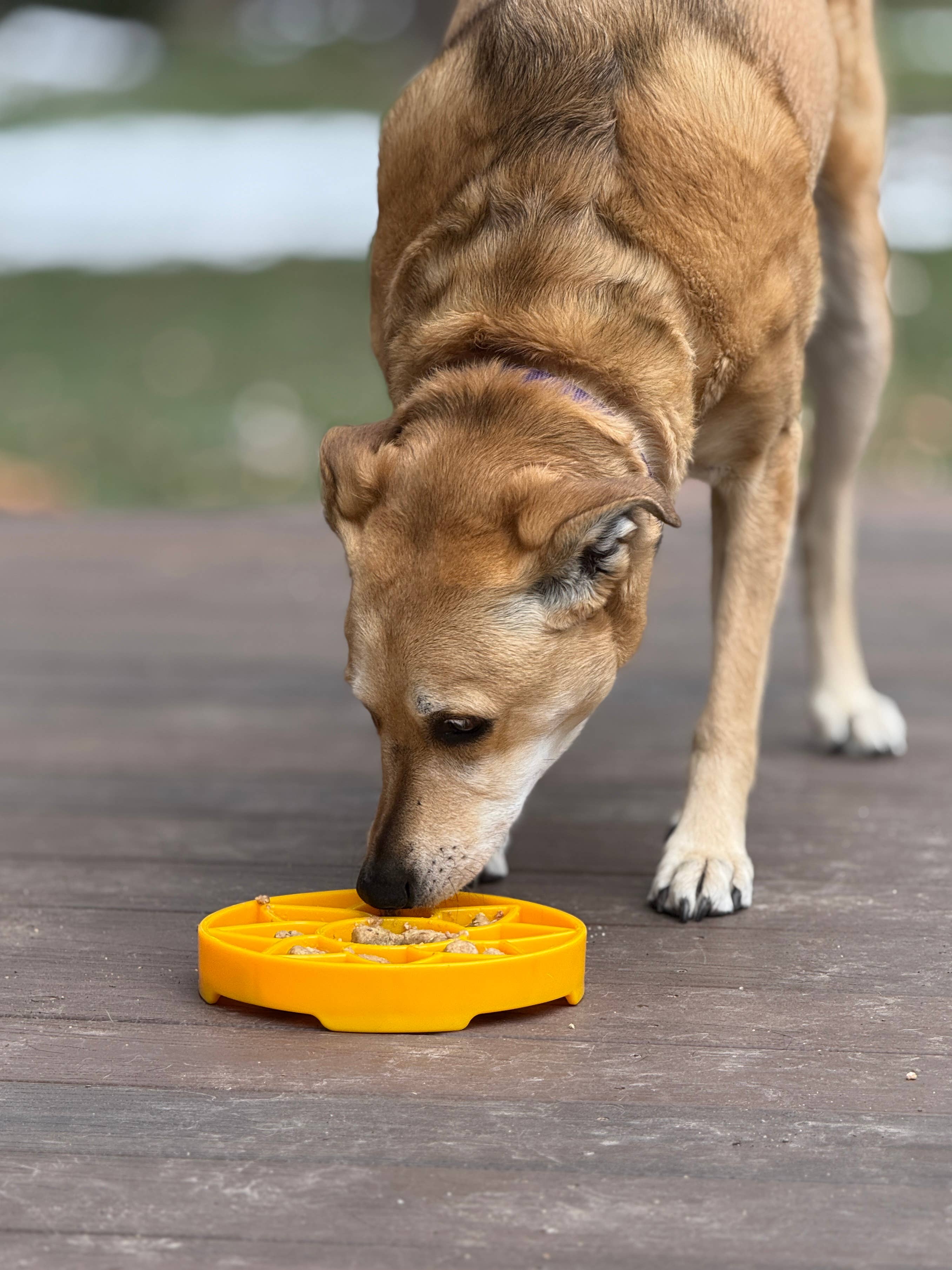 Sunflower Design eTray Enrichment Slow Feeder Tray for Dogs - Yellow for wholesale on Faire8