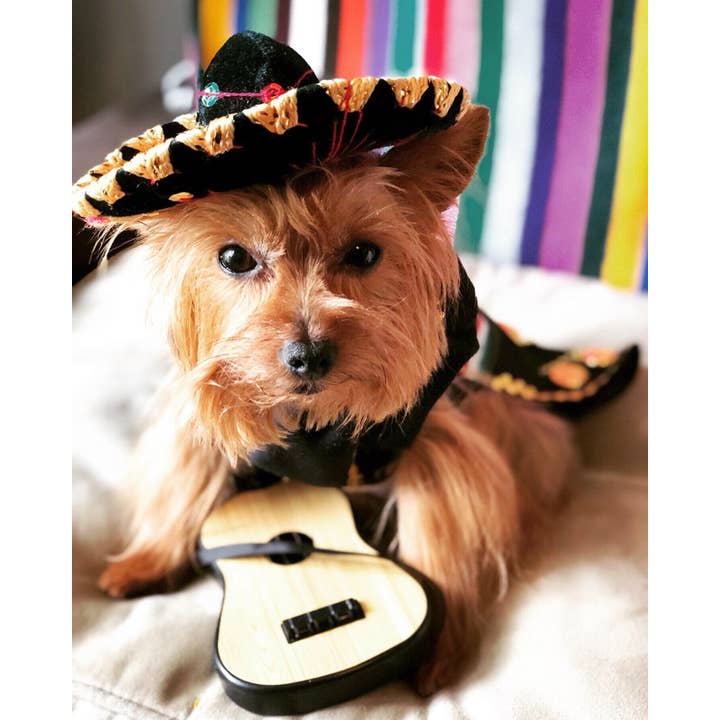 Gueyita Mexicana - Wholesale Pet Costume - Dog - Mariachi Dog Costume/Outfit - With Skirt and Black Sombrero4