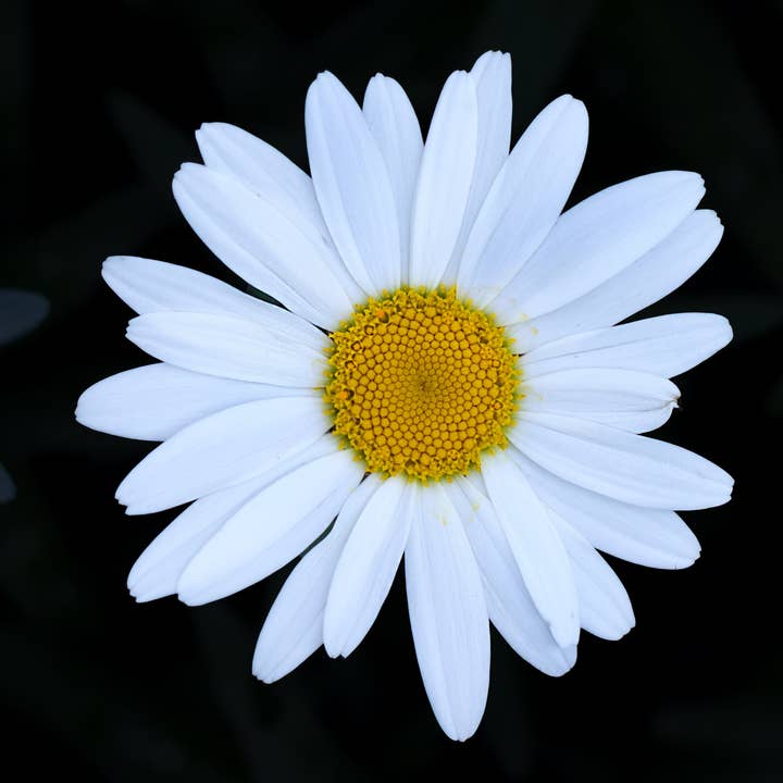 The Jonsteen Company - Wholesale Plant Seeds - Shasta Daisy | Flower Seed Grow Kit