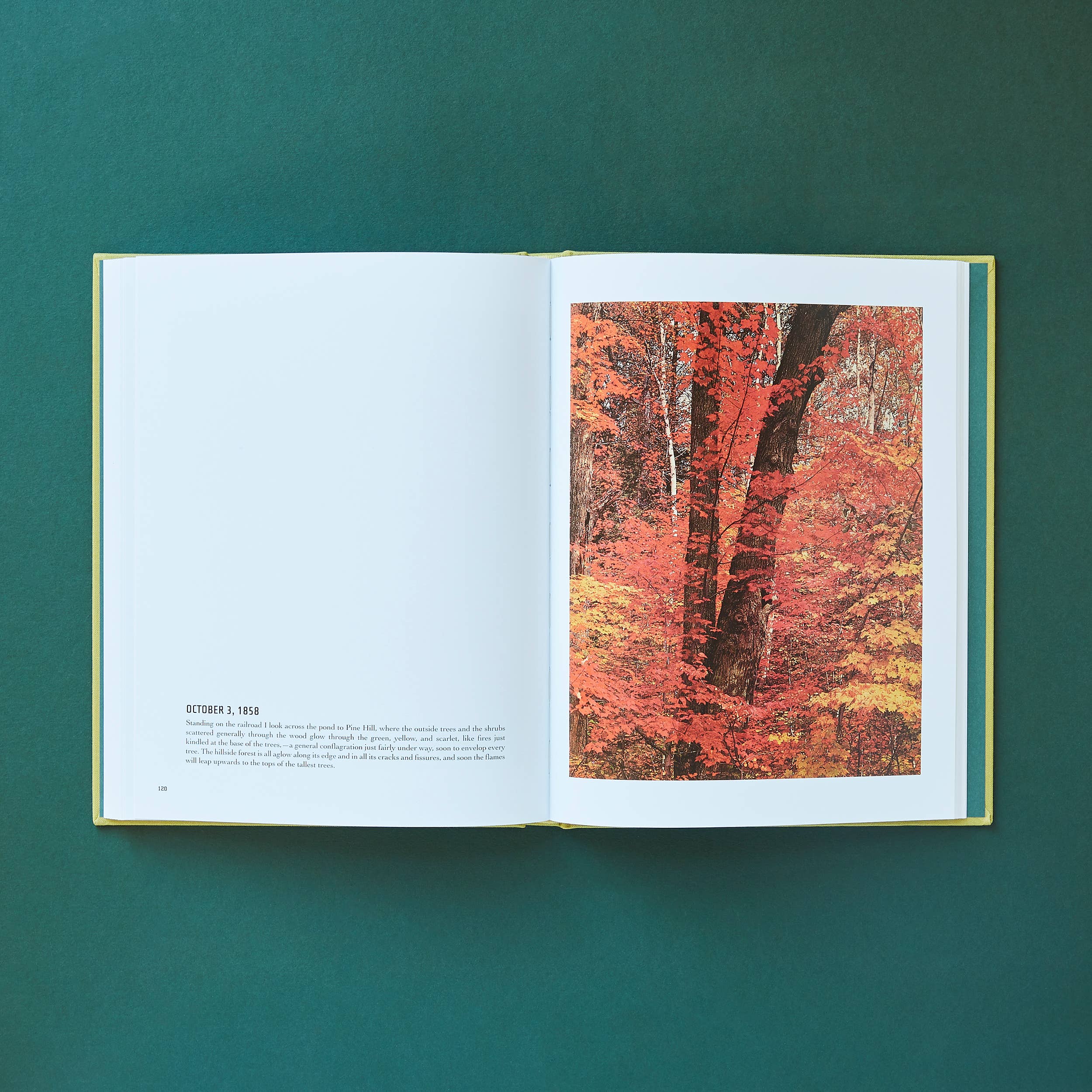 Chronicle Books - Wholesale Display Book - In Wildness8