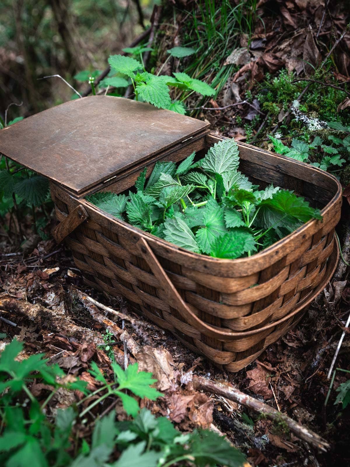 Bhava Wellness - Venta al por mayor Sirope - Tintura de hierbas para aliviar las alergias 2