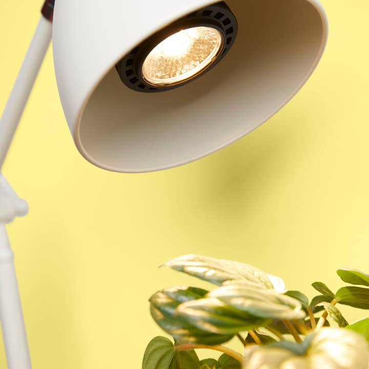 We The Wild Plant Care USA - Wholesale Light Bulb/Puck - Instant Sun Grow Bulb