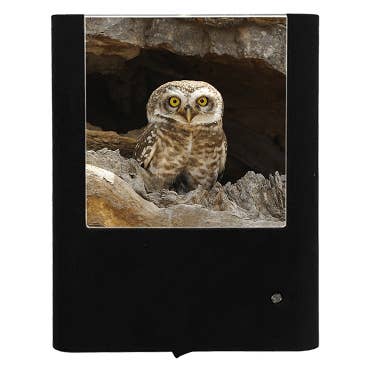 Chouette tachetée pour la vente par Nightlight Studio