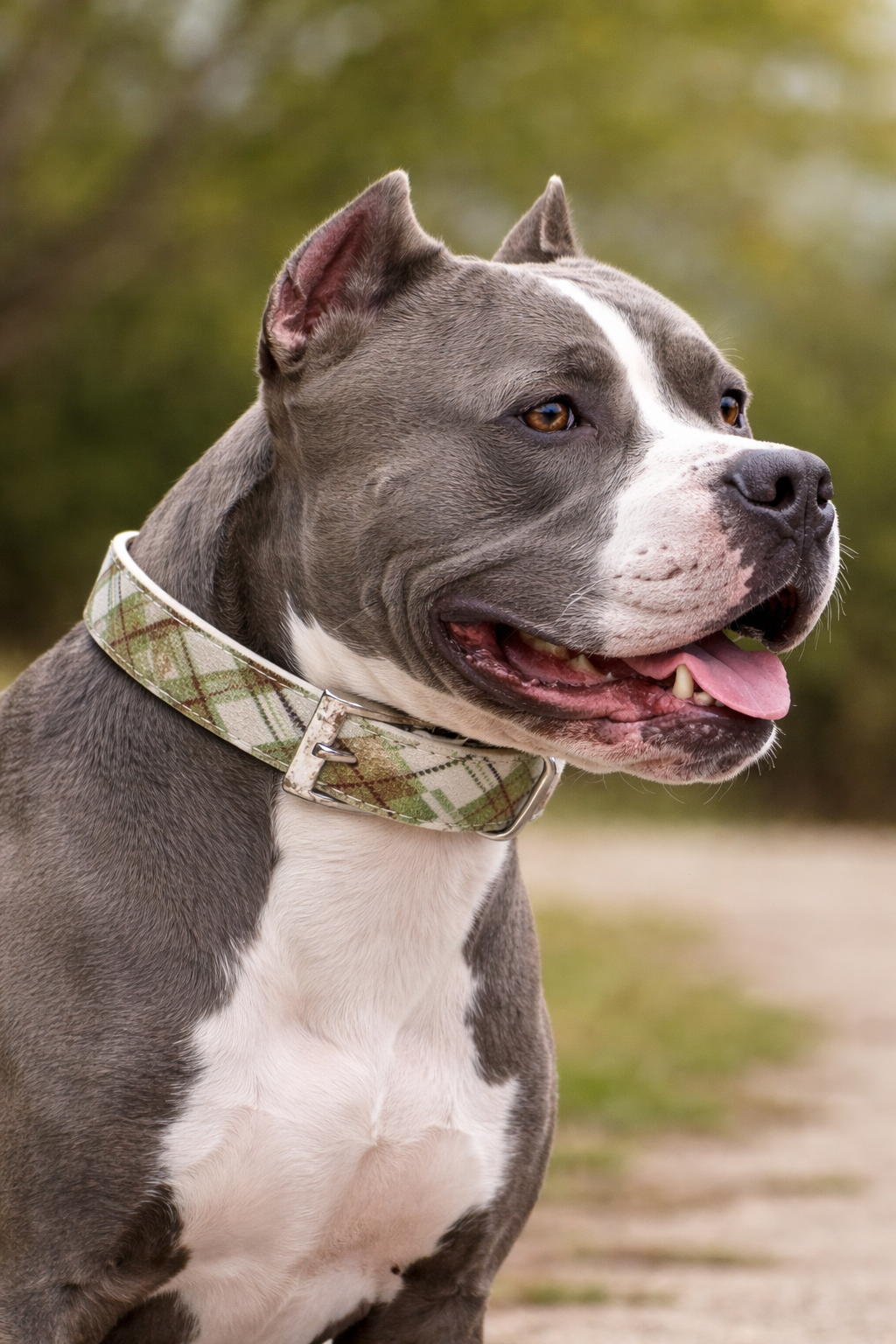 House of FurBaby - Wholesale Pet Collar - Cat/Dog - DIY Pet Collar Bar Kit: Woodlands - 280 Pieces, $600 Value2