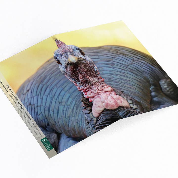 “Strange Bird 23” Wild Turkey for wholesale by Elster Photography/Big Picture Greetings