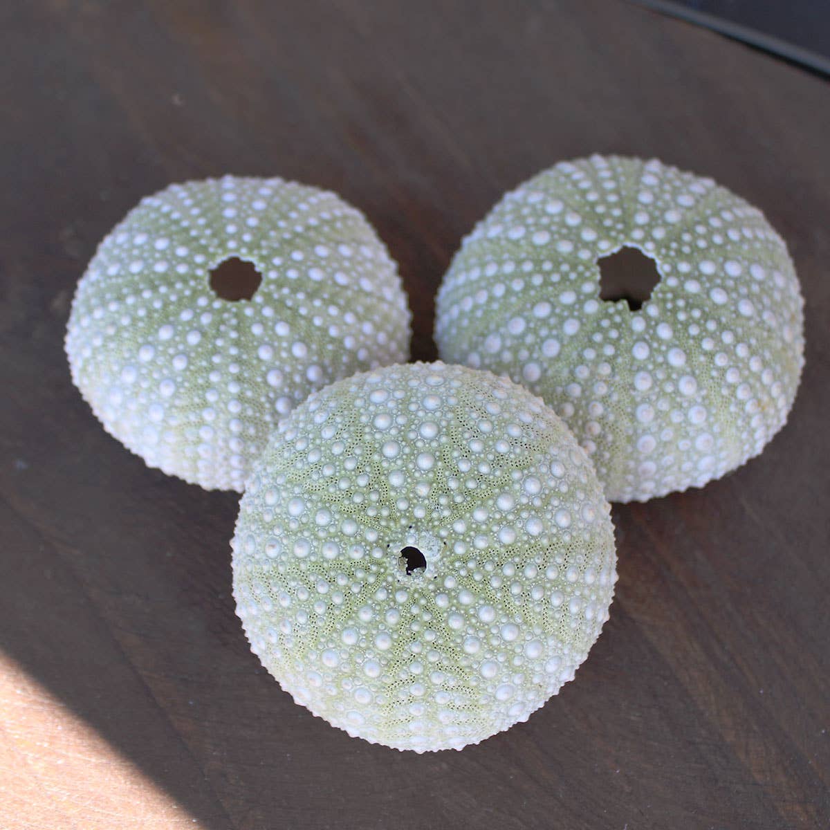 California Seashell Company - Wholesale Decorative Tabletop Object - Green Mexican Sea Urchin - 1-3"2