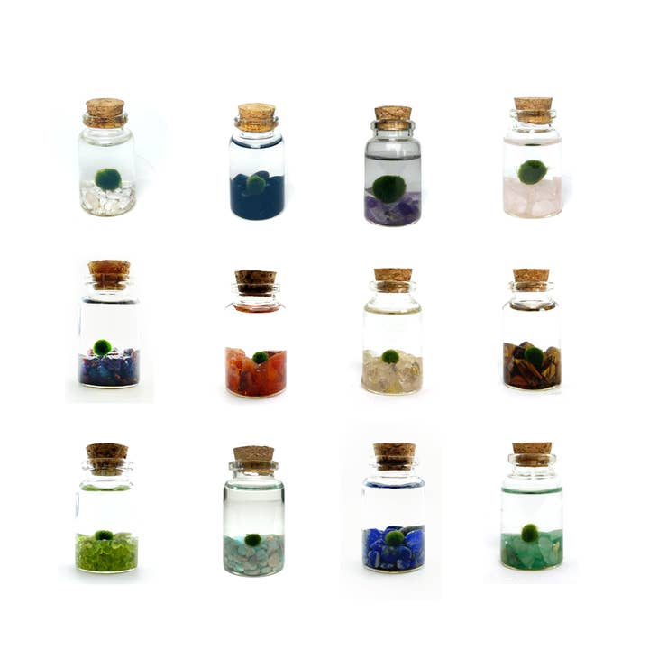 Nino Retail Kit for wholesale by Moss Amigos | Moss Ball Terrariums