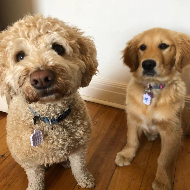 NATPAT - Wholesale Pet collar – Cat/dog - NATPAT Pet Locket - Collar Sticker Locket (pair w/ Pet Zen)1