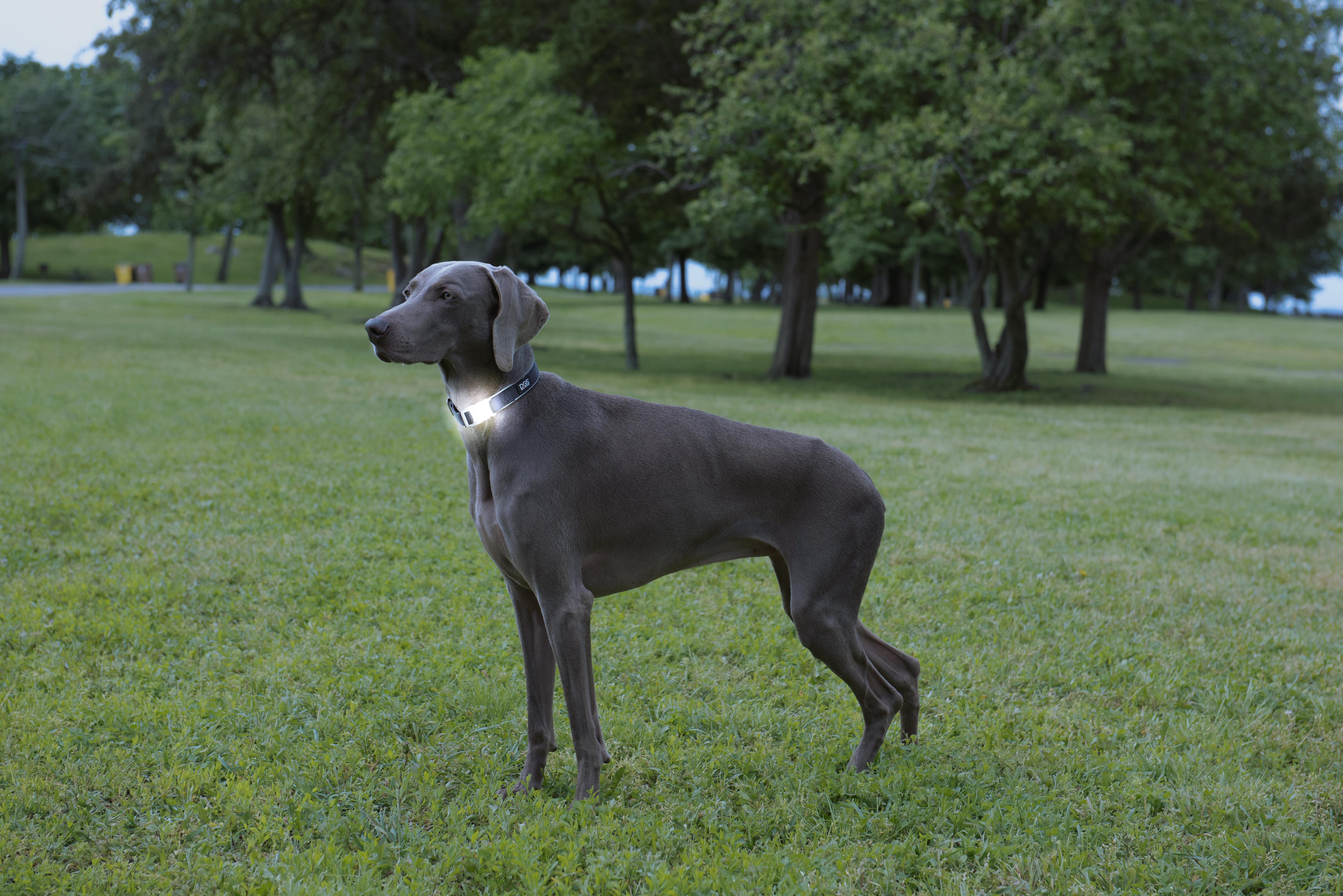 Dog Gone Smart - Wholesale Pet Collar - Dog - Comet Rechargeable LED Light Up Collar4