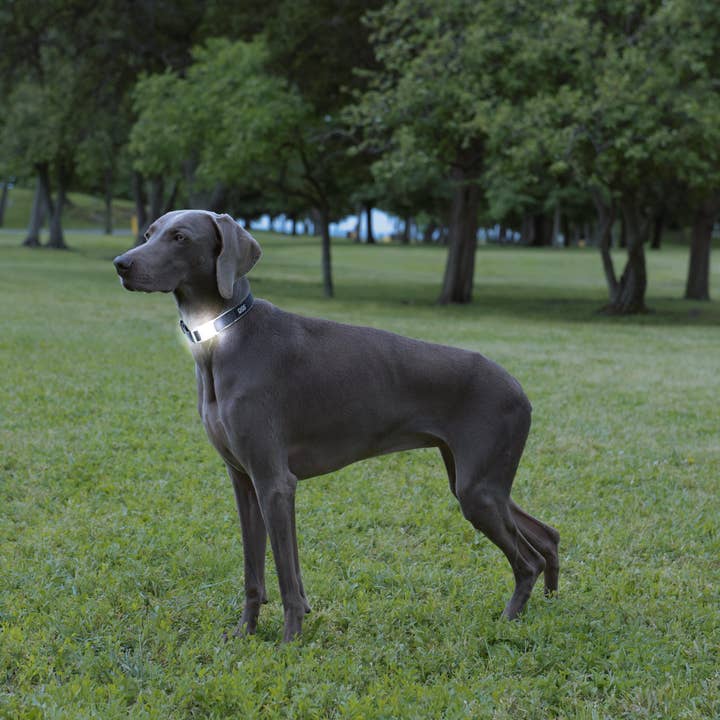 Dog Gone Smart - Wholesale Pet Collar - Dog - Comet Rechargeable LED Light Up Collar4