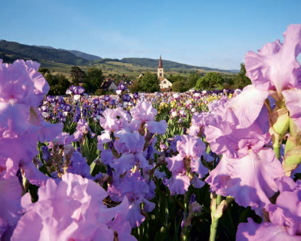 Callwey GmbH – Livro sobre casa e jardim por atacado – Plantas perenes no jardim.5