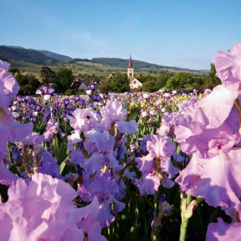 Callwey GmbH - Wholesale Home & Garden - Perennials in the Garden. Design Ideas for Ever-Blooming Beds5