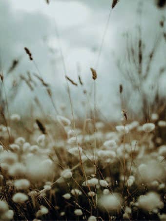 Tarjeta Forex Thistel para venta al por mayor de Gewoon ZieZo