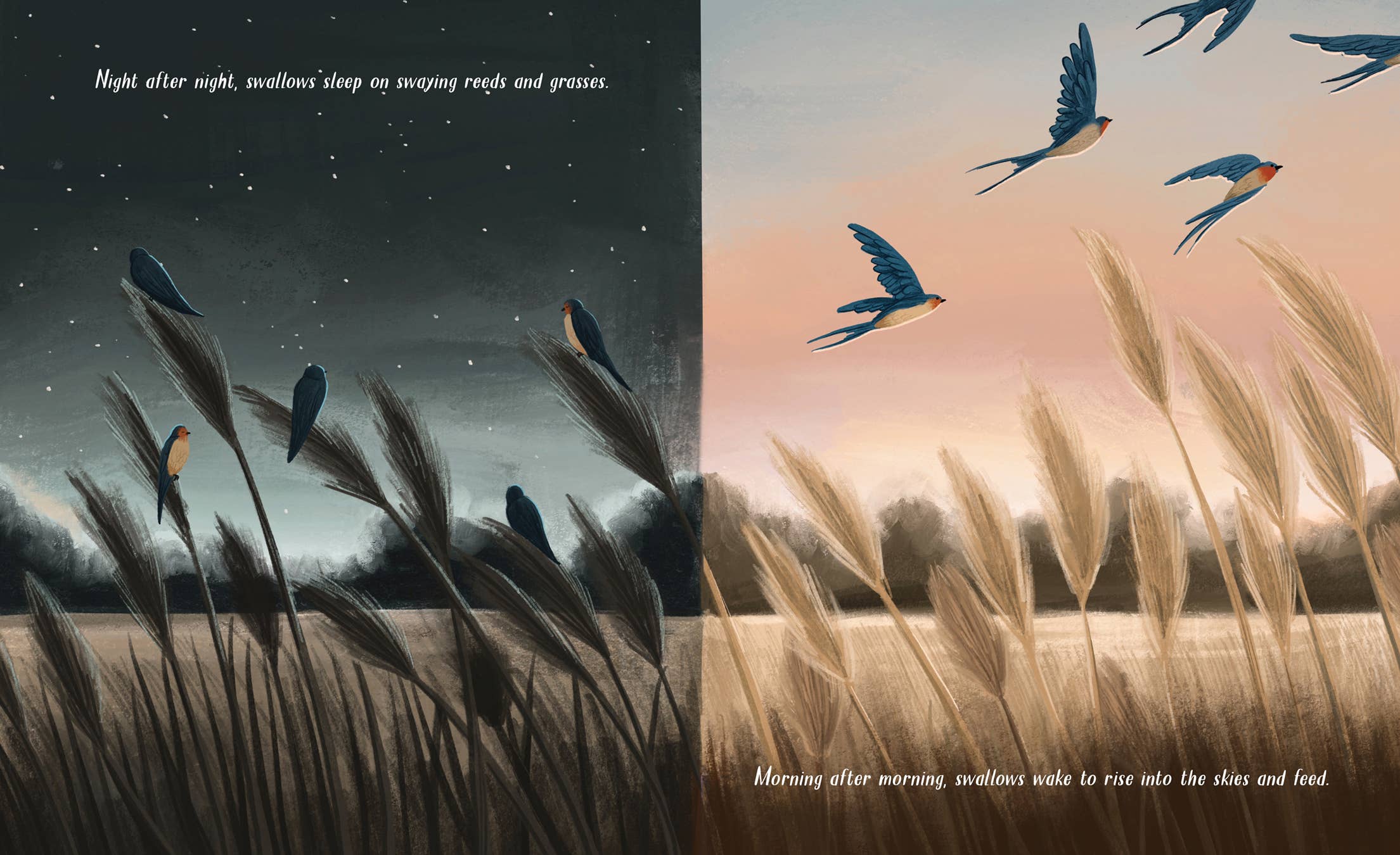 Sleeping Bear Press - Vente Livre – enfant - Livre d'images des hirondelles tourbillonnantes6