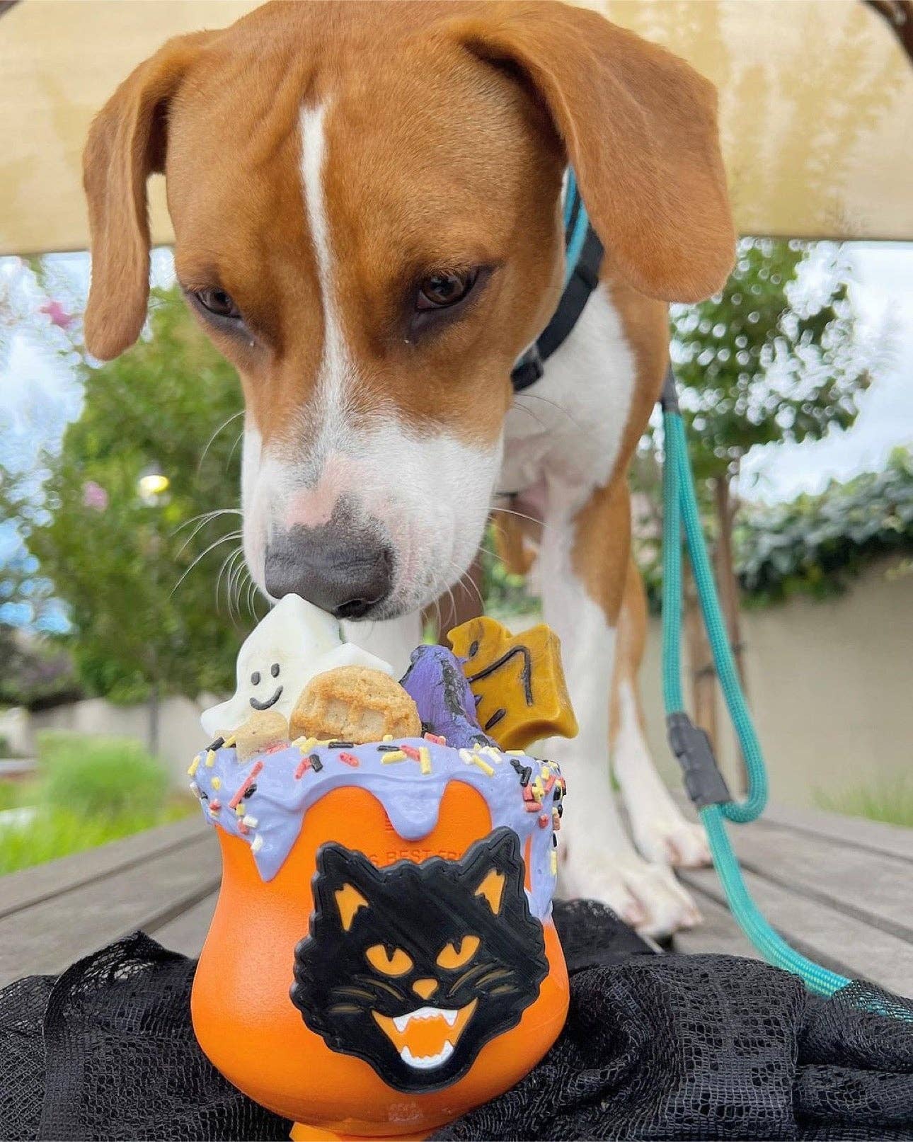 Naked Beasts, Inc. - Wholesale Protein/Superfood Powder - Butterfly Pea Flower Powder (Organic)1