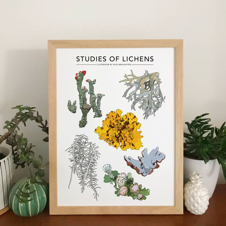 Studies Of Lichens Print for wholesale by Kate Broughton