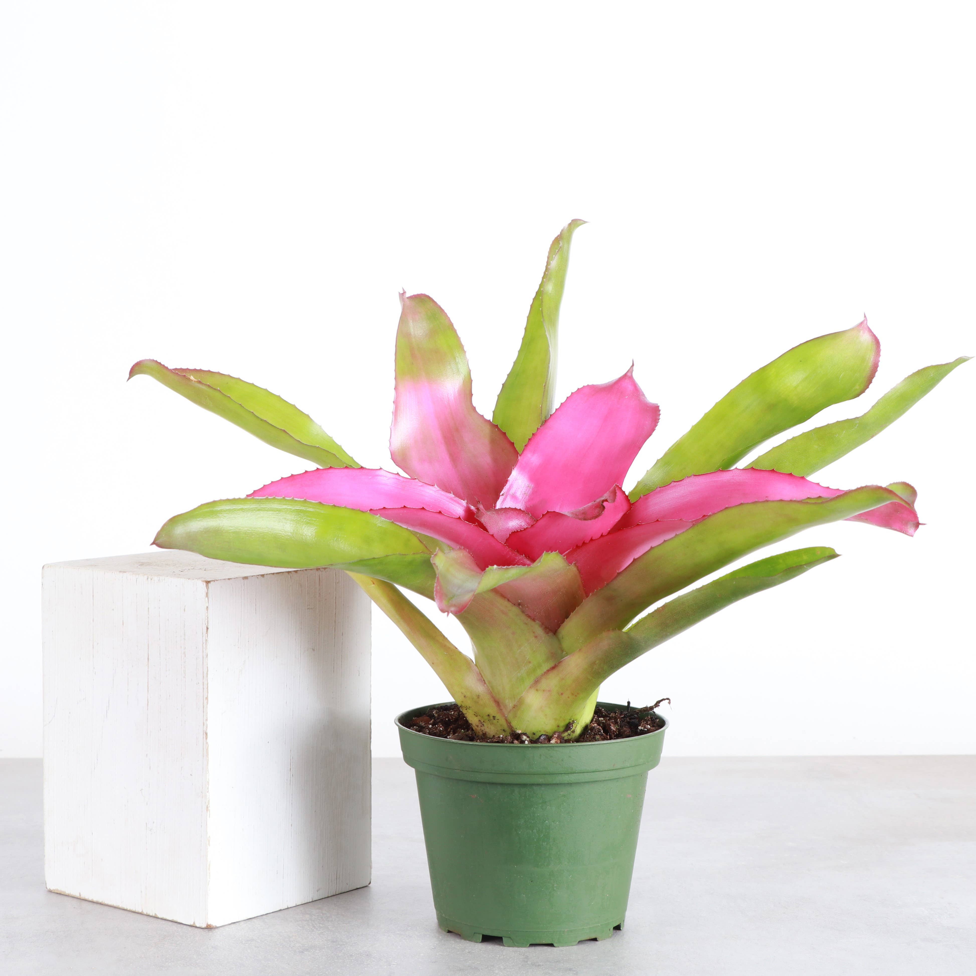 Thorsen's Greenhouse - Wholesale Live Plant - Bromeliad Neoregelia 'Neos' - Live Plant - Assorted15