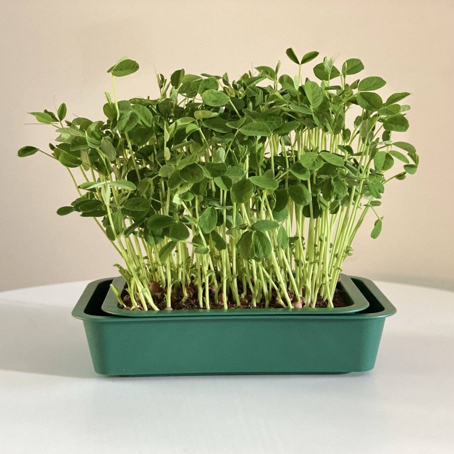Knowing Nature - Wholesale Planter Box - Indoor Windowsill Microgreens Planters 13