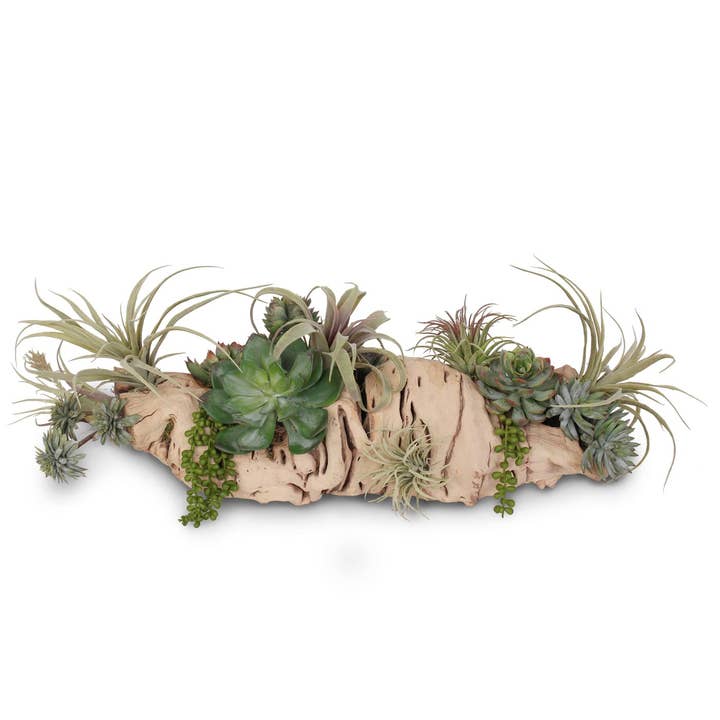 Diverses succulentes en bûche de vigne pour la vente par JENNY SILKS